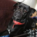 Un Pugmatian portant un collier rouge et allongé sur une couverture