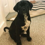 Un Pugmatian assis sur un sol recouvert de moquette