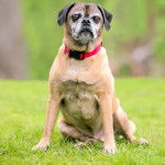 Un Pugmatian assis sur une pelouse verdoyante