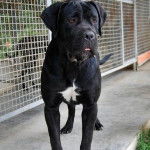 Un Pugmatian debout sur un sol en béton