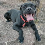 Un Pugmatian avec un collier rouge allongé sur un rocher