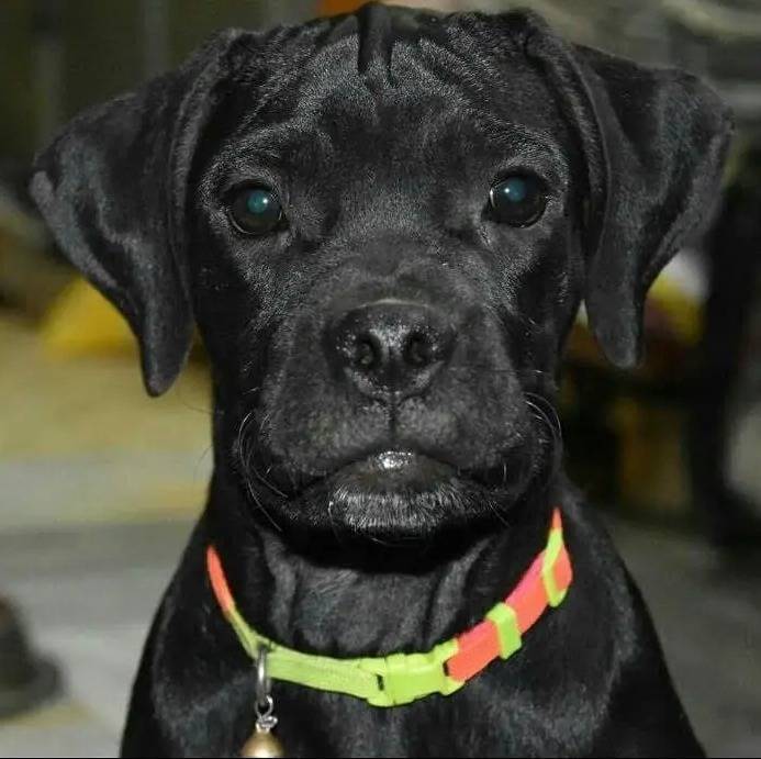 Photo en gros plan d'un Pugmatian noir portant un collier vert