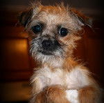 Un Pugshire avec un pelage ébouriffé assis sur une couverture blanche