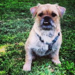 Un Pugshire assis dans une zone herbeuse