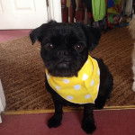 Un Pugshire  noir portant un bandana jaune et assis sur un sol recouvert d’un tapis brun