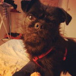 Un Pugshire assis sur un lit