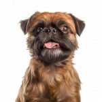 Photo en gros plan du haut du corps d'un Pugshire