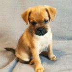 Un Pugshire assis sur une couverture bleue