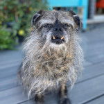 Un Pugshire assis sur une terrasse en bois