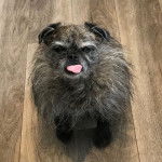 Photo prise de haut d'un Pugshire ayant sa langue sortie et assis sur un plancher en bois