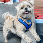 Un Pugshire portant un harnais bleu et assis sur un canapé gris