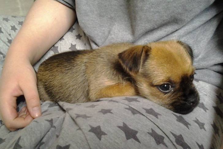 Photo d'un Pugshire reposant sur les cuisses d’une personne