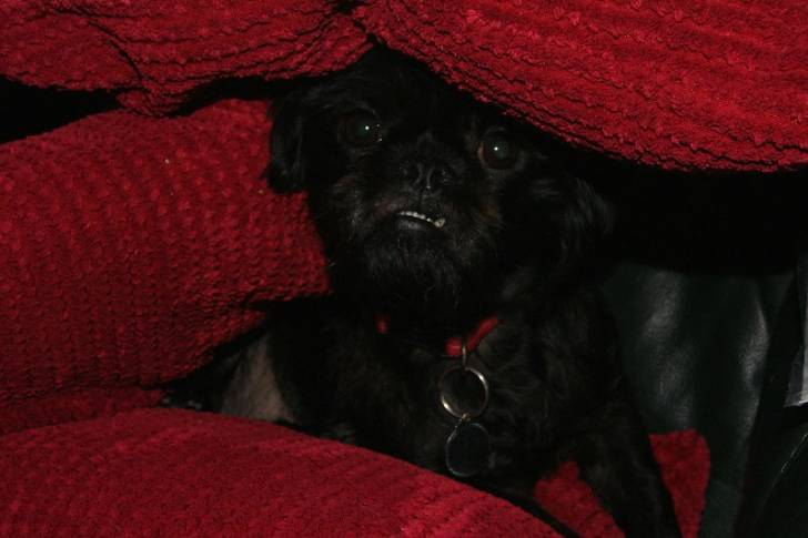 Photo d'un Pugshire noir qui regarde par-dessous une couverture rouge