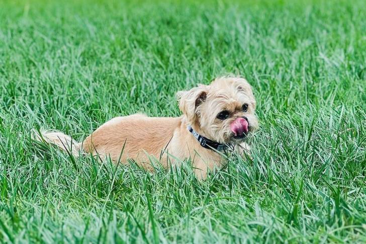 Un Pugshire allongé dans l’herbe