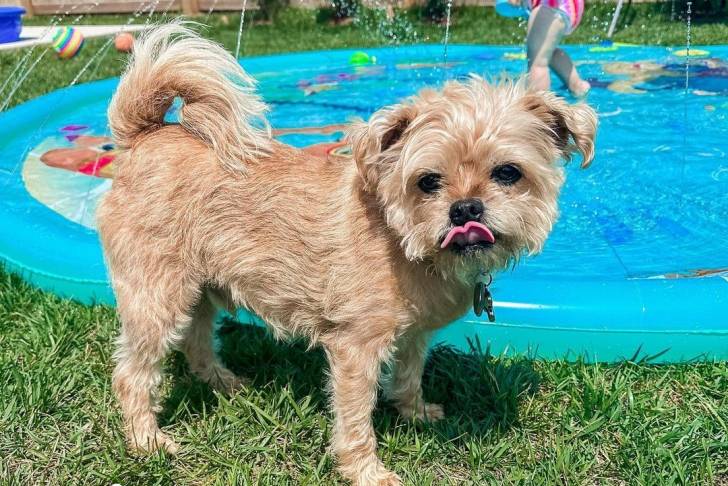 Un Pugshire debout à quatre pattes devant une piscine pour enfants dans un jardin