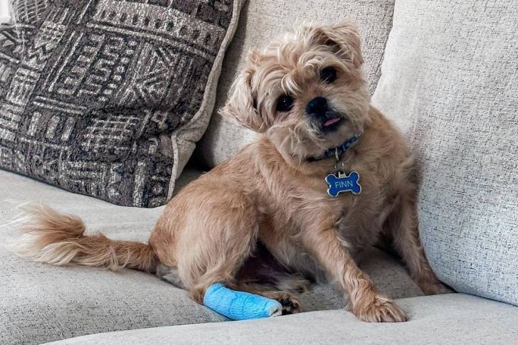Un Pugshire avec un bandage bleu sur sa patte, assis sur un canapé gris