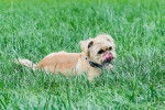 Un Pugshire allongé dans l’herbe