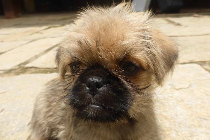Photo d'un Pugshire faisant face à la caméra et debout sur une terrasse