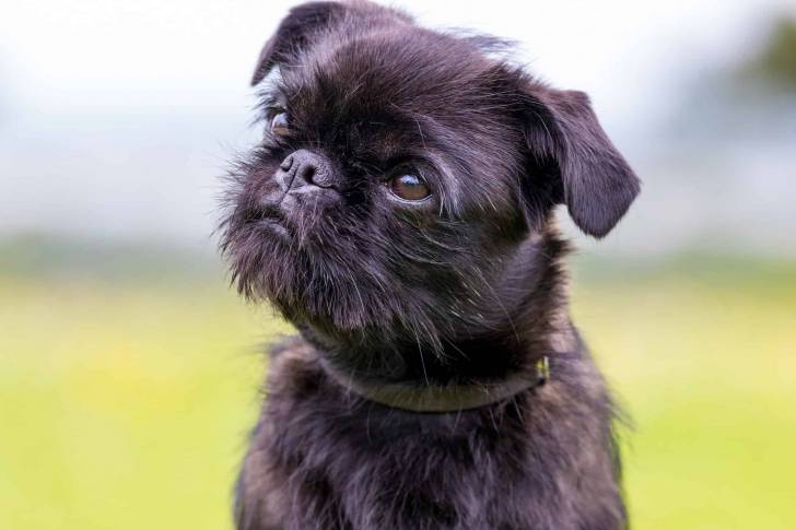Photo en gros plan d'un Pugshire noir avec un champ d'herbe en arrière-plan