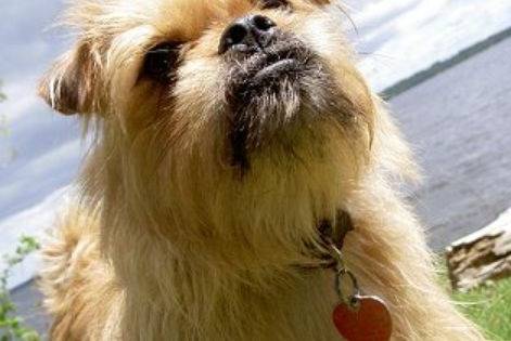 Photo d'un Pugshire assis sur une zone herbeuse avec un plan d’eau en arrière-plan