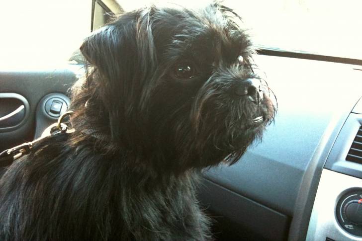 Un Pugshire noir assis sur le siège passager d’une voiture