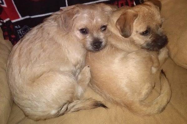 Deux Pugshires se blottissant ensemble sur un canapé