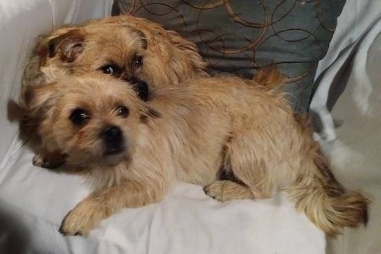 Deux Pugshires allongés sur un divan avec un oreiller en arrière-plan