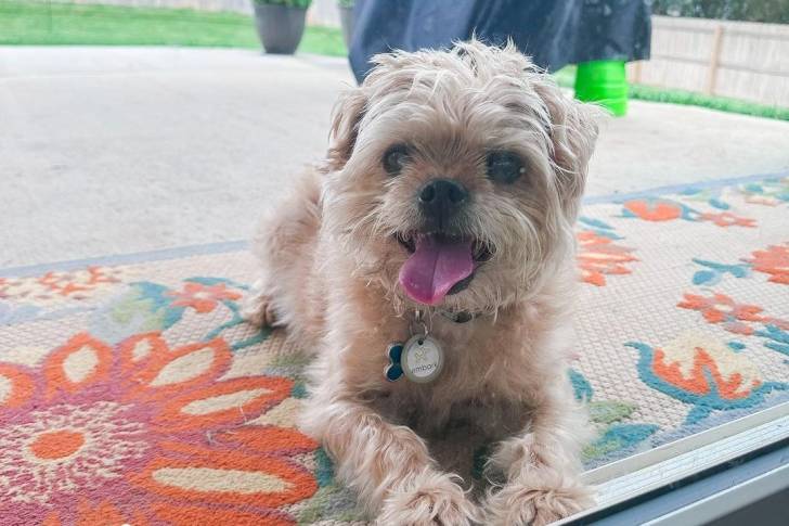 Un Pugshire assis sur un tapis coloré sur une terrasse