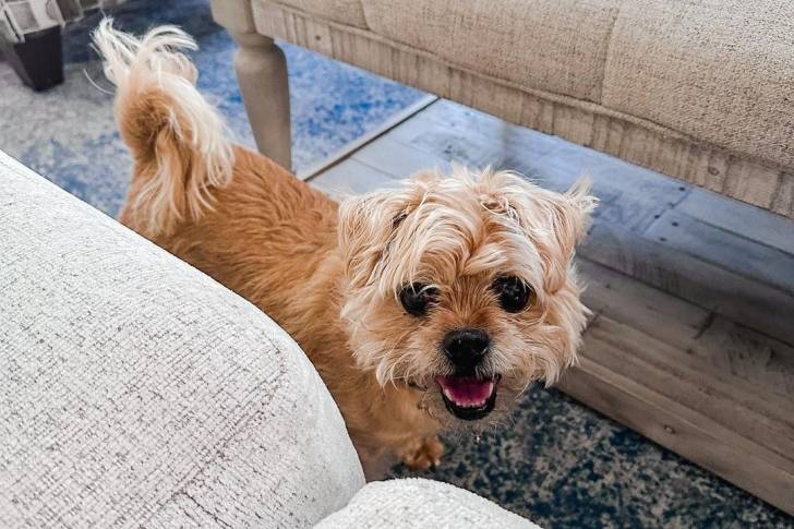 Un Pugshire debout sur une moquette à proximité d'un canapé