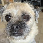 Photo en gros plan du visage d'un Pushon