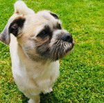 Un Pushon debout sur une pelouse verte avec une tondeuse à gazon jouet bleue en arrière-plan