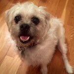 Un Pushon portant un collier et assis sur un parquet