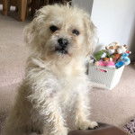 Un Pushon se tenant sur un tapis beige avec en arrière-plan un panier avec des animaux en peluche