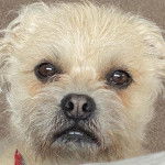 Photo du visage d'un Pushon