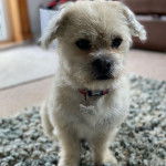 Un Pushon debout sur un tapis gris dans un salon
