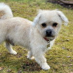 Un Pushon portant un collier et debout sur une zone herbeuse avec des feuilles éparpillées autour