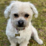 Un Pushon faisant face à la caméra et assis sur une pelouse avec son collier