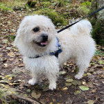 Photo d'un Pushon en laisse dans un cadre forestier