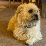 Un Pushon allongé sur un sol recouvert de moquette