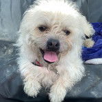 Un Pushon faisant face à la caméra et allongé sur une couverture