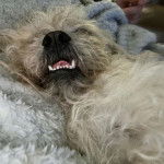 Un Pushon dormant sur une couverture grise