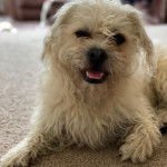 Un Pushon allongé sur un sol recouvert de moquette