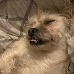 Photo d'un Pushon dormant sur un lit