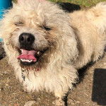 Un Pushon debout sur un chemin de gravier