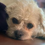 Photo en gros plan du visage d'un Pushon couché surun canapé