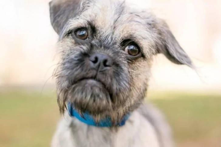 Photo en gros plan d'un Pushon portant un collier et faisant face à la caméra