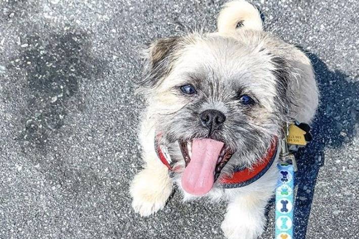 Un Pushon attaché à une laisse bleue et debout à quatre pattes sur de l'asphalte