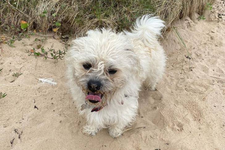 Un Pushon debout sur du sable à côté de l'herbe