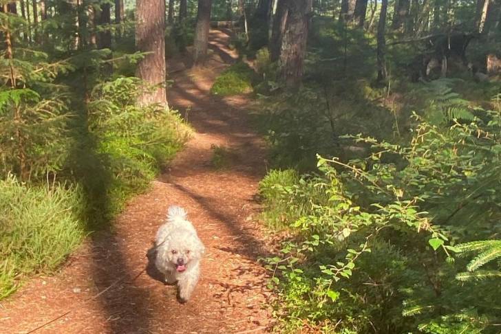Un Pushon se promenant sur un sentier dans une forêt