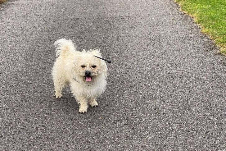 Un Pushon en laisse se promenant sur un chemin asphalté